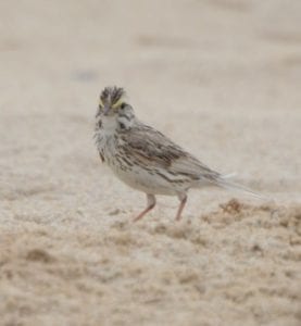 Ipswich Sparrow on Sable Island