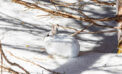 Less winter snow could spell disaster for snowshoe hares