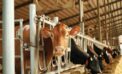 Dairy industry and government are milking unsuspecting consumers