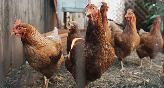Would you eat chicken raised on a diet of insects?