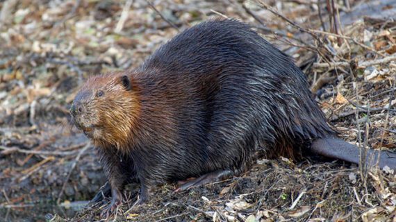 Can beavers catch chronic wasting disease?