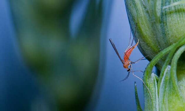 New strains of wheat sought with built-in resistance to wheat midge