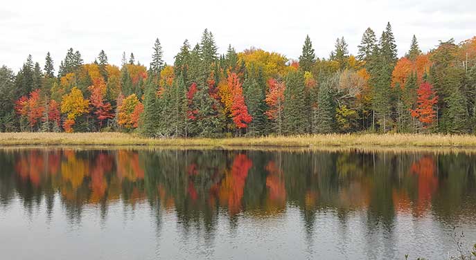 Fall is in the air and trees are changing colour