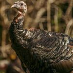 The remarkable comeback of Wild Turkeys in Ontario