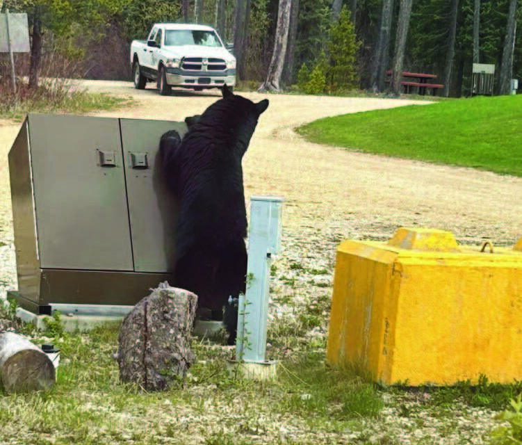 Grizzly and Black Bear Sightings in Swan Hills