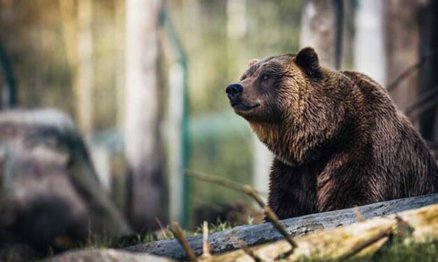 Don’t feed the bears! How parks get visitors to protect nature